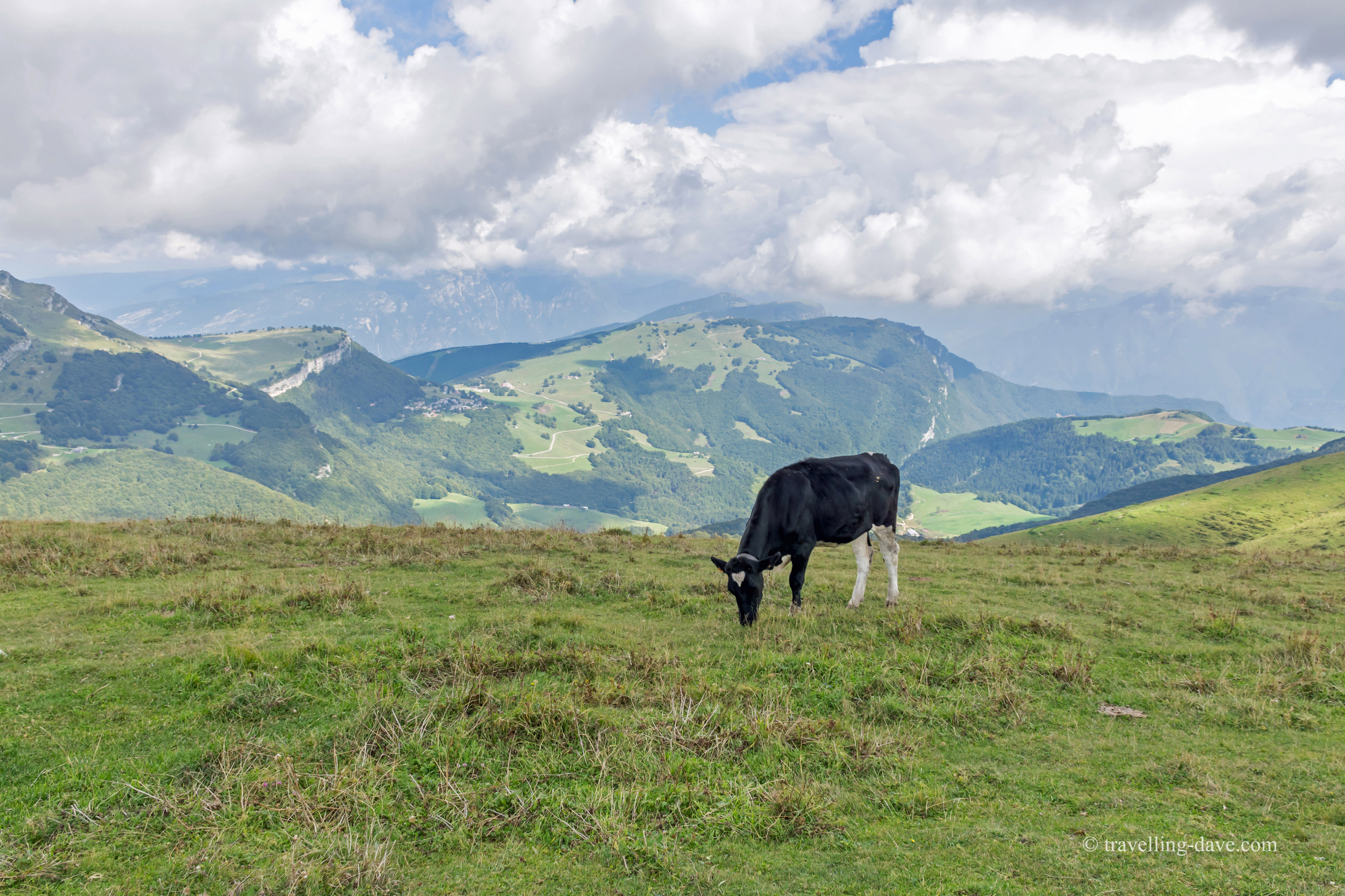 Alpine landscape and cow in Italy