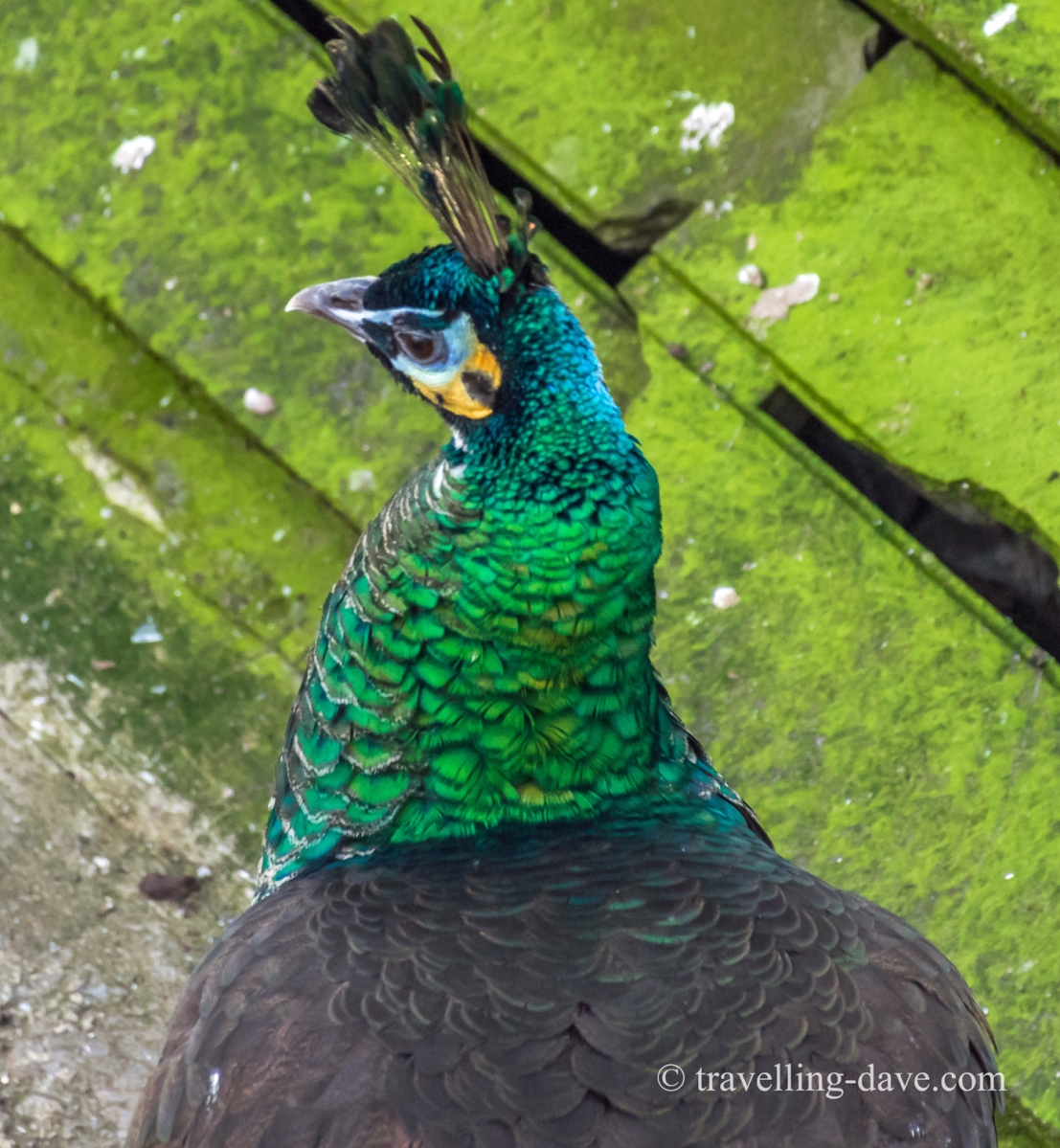 One of London Zoo peacocks