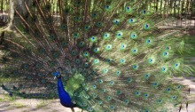 One of Holland Park peacocks