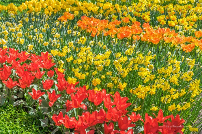 Red yellow and orange tulips