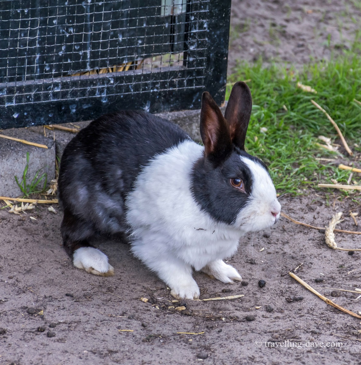 View of a black and white bunny rabbit