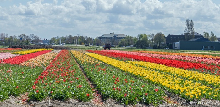 View of colorful tulip fields