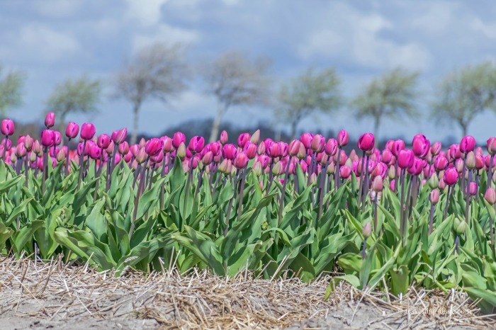Pink tulips in one of Holland's tulip fields