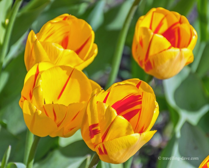 View of yellow and red tulips