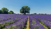 View of lavender and a large tree